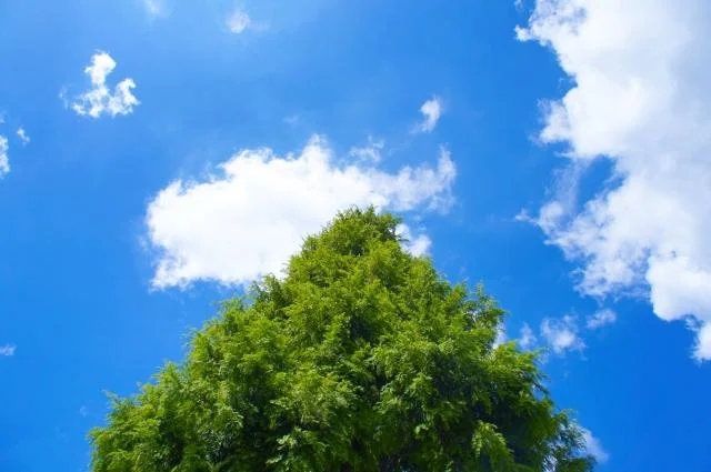 自然に還る樹木葬のご案内