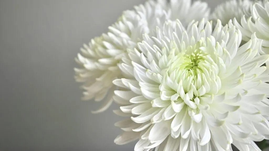 菊の花