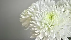 菊の花