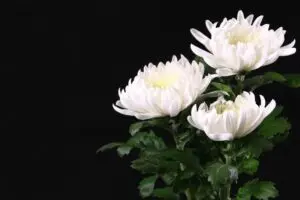 黒背景に浮かぶ白菊の花
