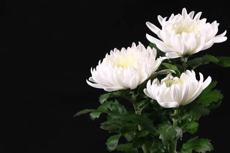 黒背景に浮かぶ白菊の花
