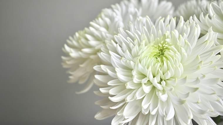 白菊の花