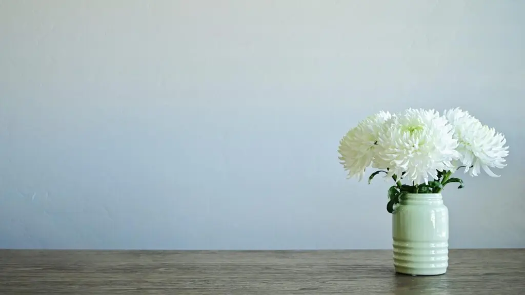 白菊の花のイメージ