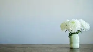 白菊の花のイメージ